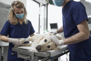 Veterinary Surgery Fracture Repair Patellar Luxation