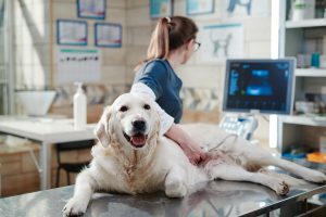 veterinary diagnostic imaging