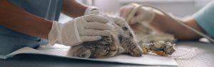Feline Emergency Procedures: Hands On Training for Veterinary Professionals and Veterinarians