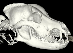 Surgical Oncology of the Oral and Maxillofacial Region