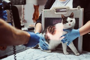 Feline Emergency Procedures